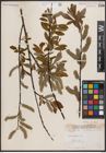 Foto von Salix discolor Muhl.